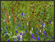 Delphinium and Mexican Hat Flowers In Meadow, North America, 24"x18"