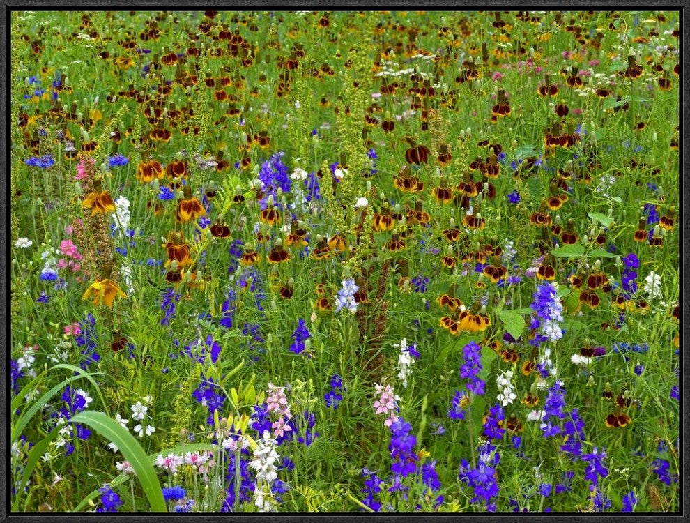 Delphinium and Mexican Hat Flowers In Meadow, North America, 24"x18"