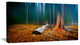 Blue Forest on Foggy Morning, Landscape Canvas Art Print, 32"x16"