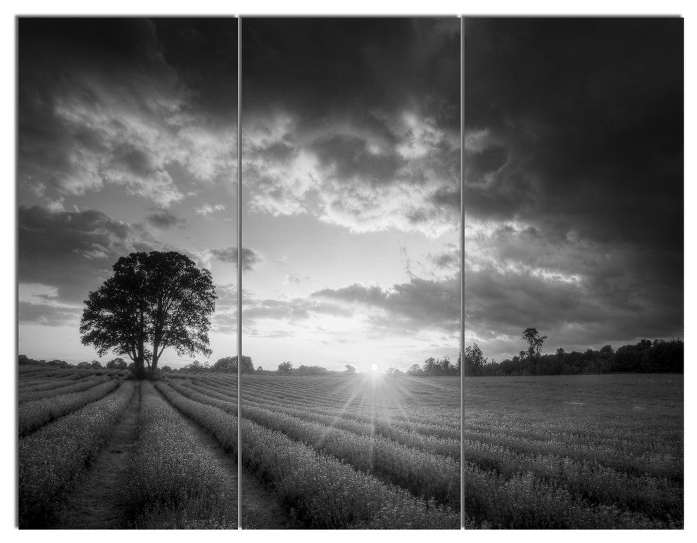 Vibrant Black White Lavender Field, Landscape Canvas Art, 36x28, 3 Panels