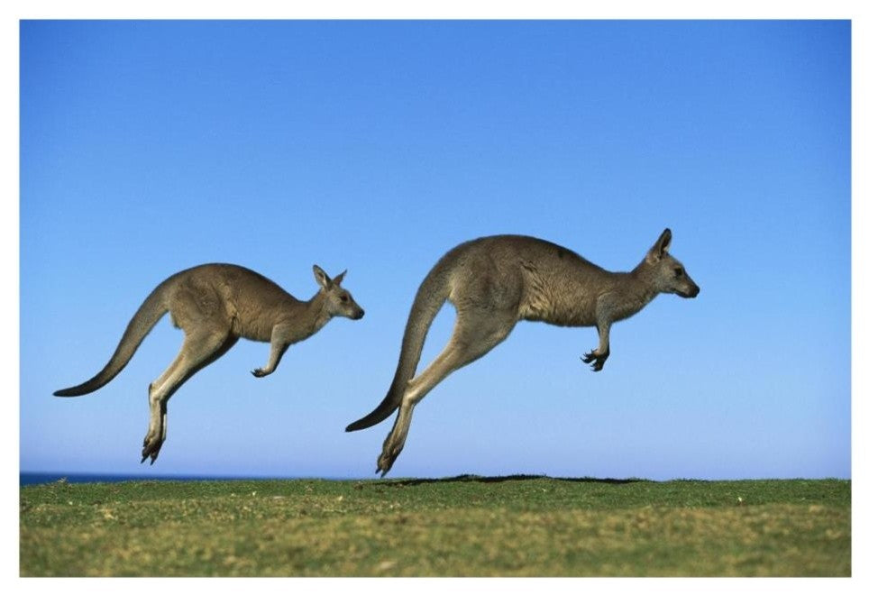 "Eastern Grey Kangaroo adults hopping, Murramarang NP" Paper Art, 26"x18"
