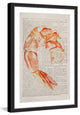 "Historical Crevette" Framed Painting Print, 30"x45"