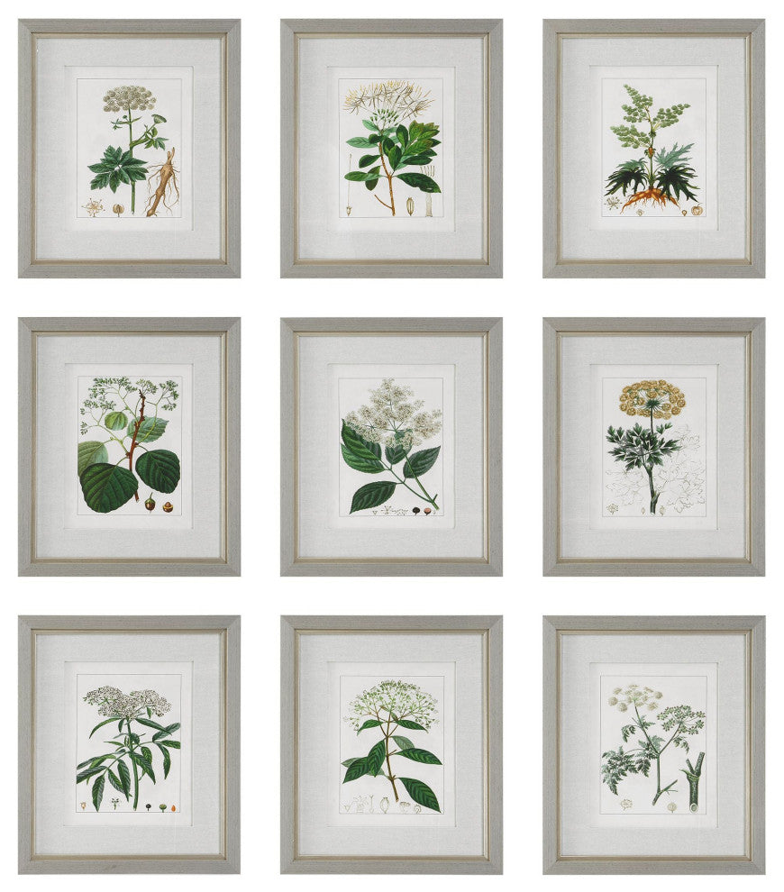 Uttermost Antique Botanicals Framed Prints, Set of 9