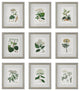 Uttermost Antique Botanicals Framed Prints, Set of 9