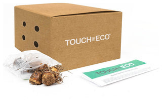 Gladiolus - 40 Flower Bulbs