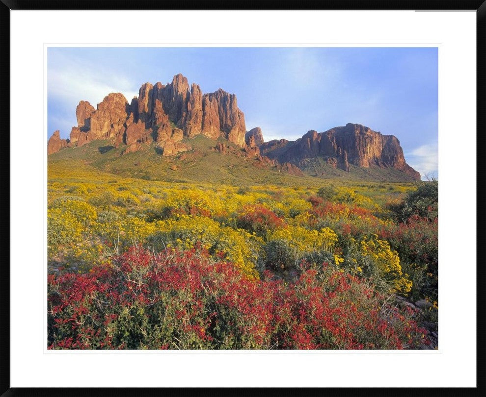Chuparosa and Brittlebush Superstition Mountains, Arizona, 38"x30"