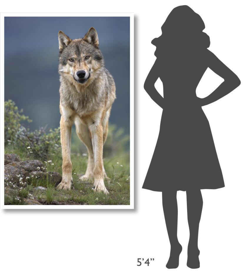 "Gray Wolf North America" Digital Paper Print by Tim Fitzharris, 34"x50"