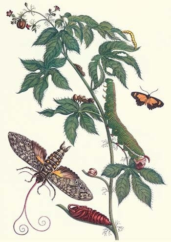 Bellyache Bush with a Giant Sphinx Moth and a Metalmark Butterfly