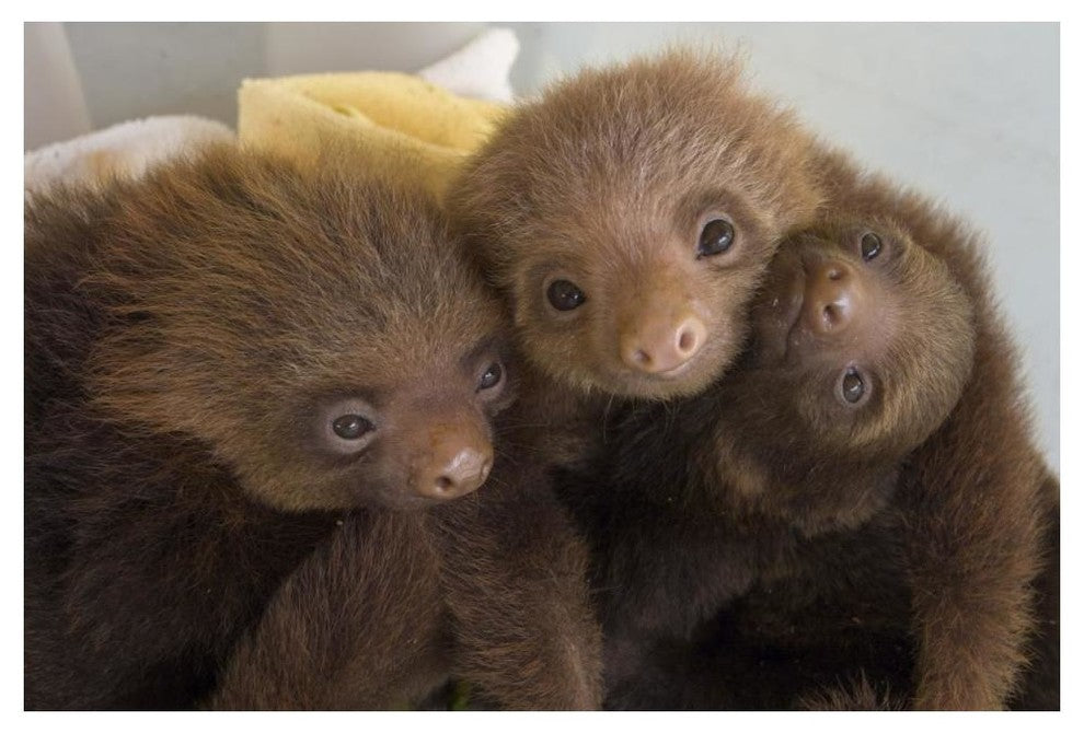 "Hoffmann's 2-toed Sloth babies, Aviarios Sloth Sanctuary" Paper Art, 50"x34"