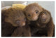 "Hoffmann's 2-toed Sloth babies, Aviarios Sloth Sanctuary" Paper Art, 50"x34"