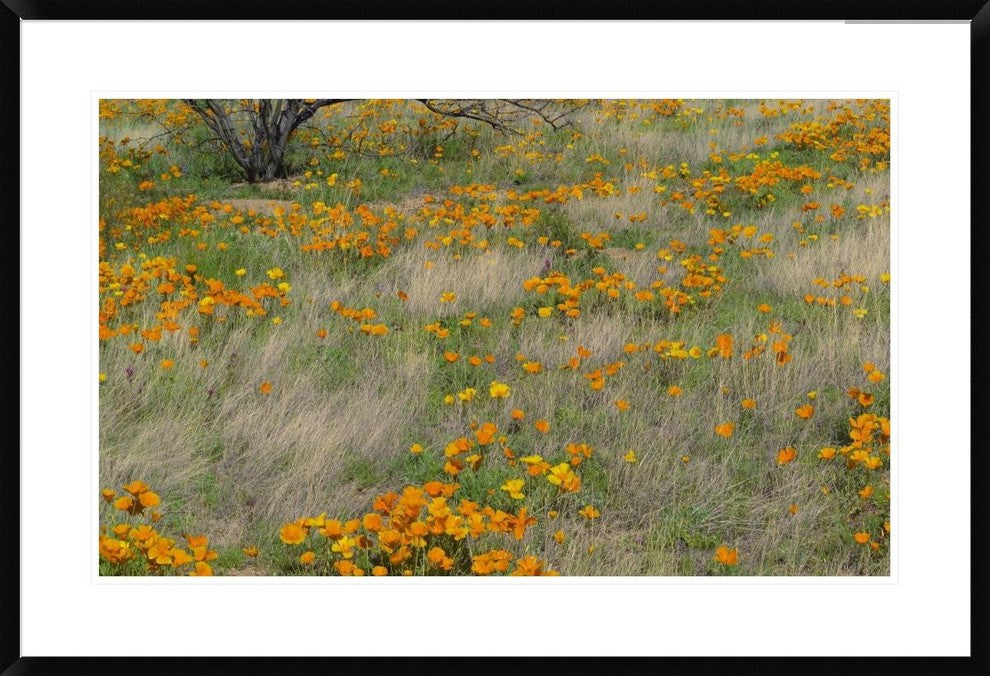"California Poppy meadow with grasses, California"  by Tim Fitzharris, 38x26"