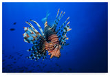 Barathieu Gabriel 'Lionfish' Canvas Art, 19"x12"