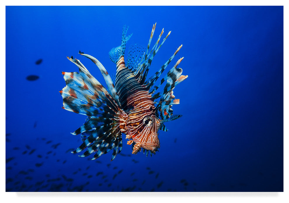 Barathieu Gabriel 'Lionfish' Canvas Art, 19"x12"