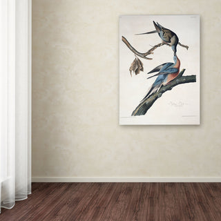 'Passenger Pigeon' Canvas Art by John James Audubon