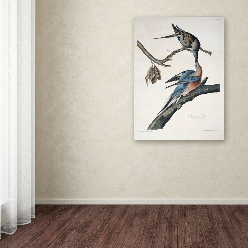 'Passenger Pigeon' Canvas Art by John James Audubon