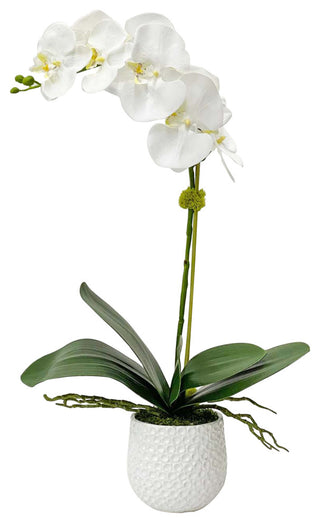 Full product shot on pure white background, front-facing, shows entire orchid plant in pot.