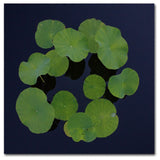 'Giant Lily Pad Abstract' Canvas Art by Kurt Shaffer