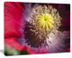 Colorful Opium Poppy Flower Photo, Flowers Canvas Wall Artwork, 60"x28"