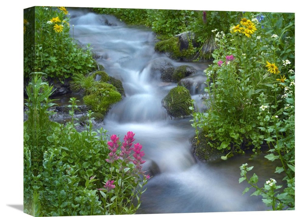 "Orange Sneezeweed And Indian Paintbrush, Yankee Boy Basin, Colorado" Artwork