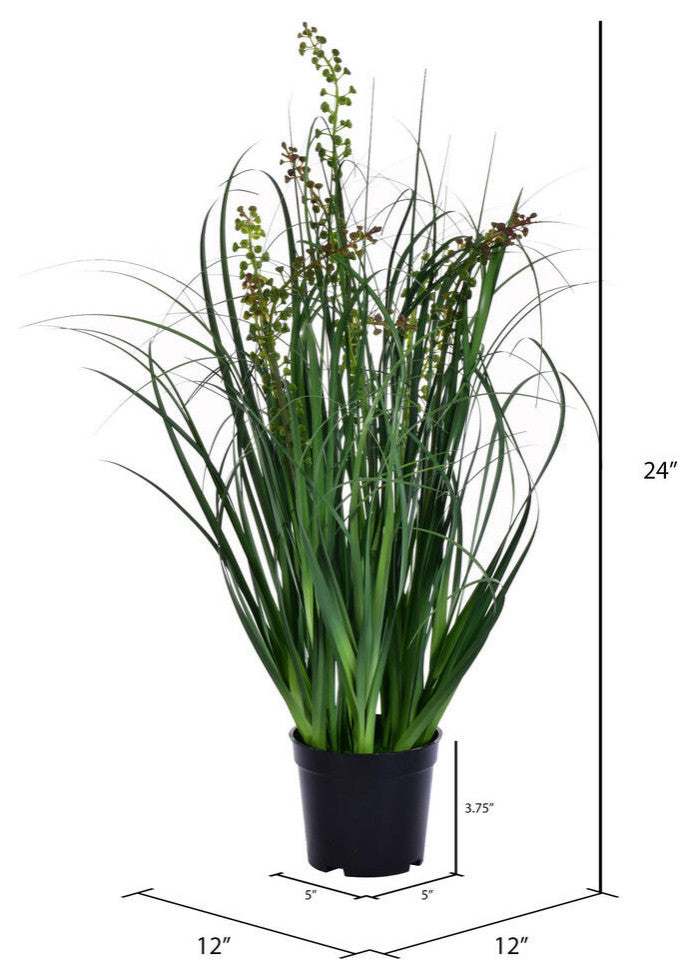 24" Green Sheep'S Grass In Pot