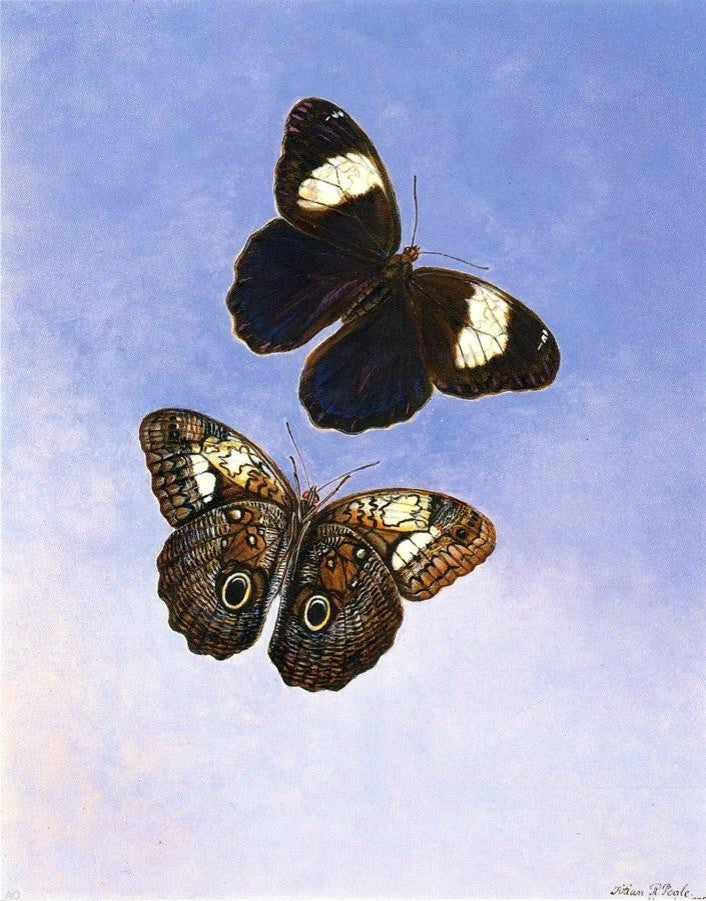 II Titian Ramsey Peale Caligo Martia (Butterflies) Gallery Wrapped Canvas Print