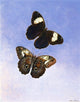 II Titian Ramsey Peale Caligo Martia (Butterflies) Gallery Wrapped Canvas Print