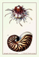 Scallop Over Nautilus- Gallery Wrapped Canvas Art 28" x 42"