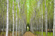 "Into the Woods, One" Wood, 20"x30"