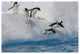 "Adelie Penguins jumping/diving off iceberg, Paulet Island" Paper Art, 32"x22"