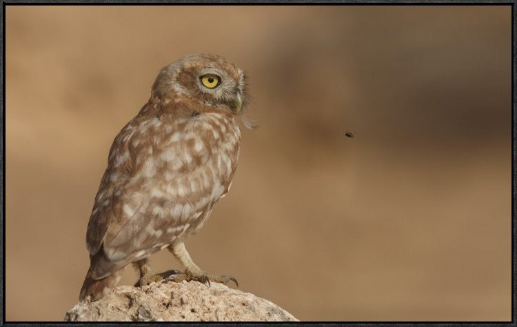 "Owl Vs Bee" Framed Canvas Giclee by Assaf Gavra, 41x26"