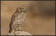 "Owl Vs Bee" Framed Canvas Giclee by Assaf Gavra, 41x26"