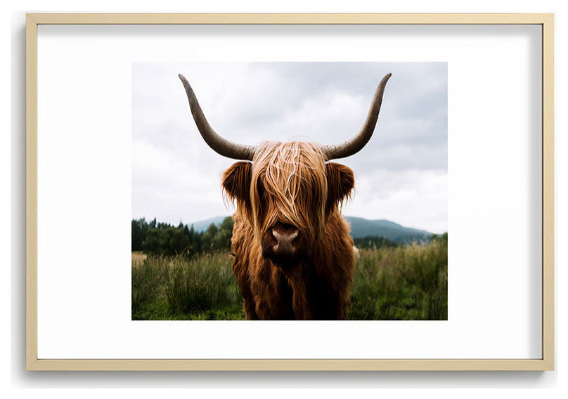 Michael Schauer Scottish Highland Cattle Recessed Framing Rectangle