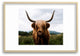 Michael Schauer Scottish Highland Cattle Recessed Framing Rectangle