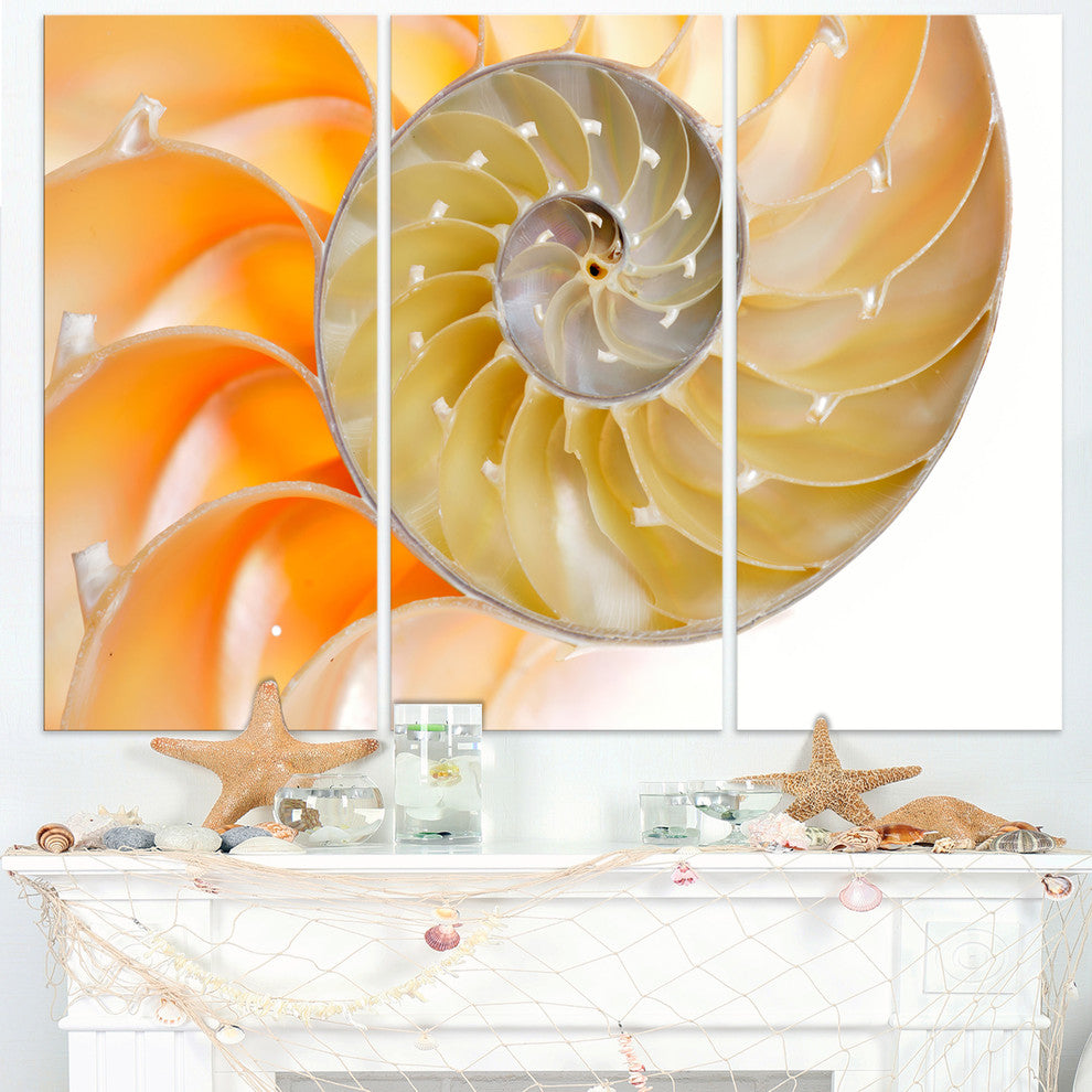 "Isolated Nautilus Shell" Art Canvas Art Print, 3 Panels, 36"x28"
