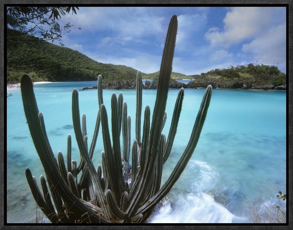 "Cactus growing along Trunk Bay,  Virgin Islands"  by Tim Fitzharris, 17x13"