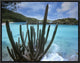 "Cactus growing along Trunk Bay,  Virgin Islands"  by Tim Fitzharris, 17x13"