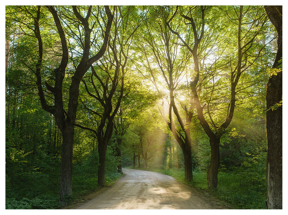Evening in Green Forest, Landscape Canvas Art Print, 40"x30"