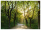 Evening in Green Forest, Landscape Canvas Art Print, 40"x30"