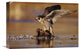 "Peregrine Falcon Adult, Standing On Downed Duck, North America" Artwork
