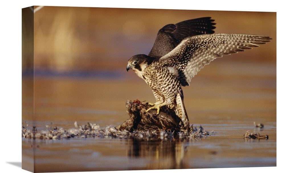 "Peregrine Falcon Adult, Standing On Downed Duck, North America" Artwork