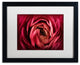 Cora Niele ''Glowing Ruby Red Ranunculus'' Matted Framed Art