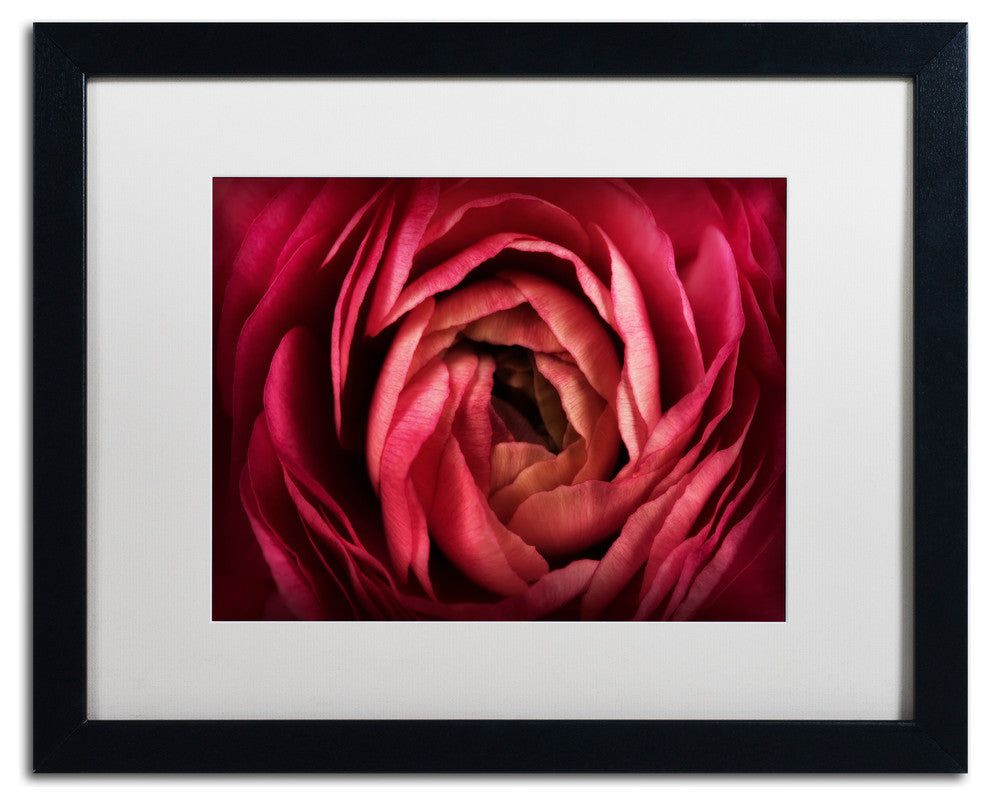 Cora Niele ''Glowing Ruby Red Ranunculus'' Matted Framed Art