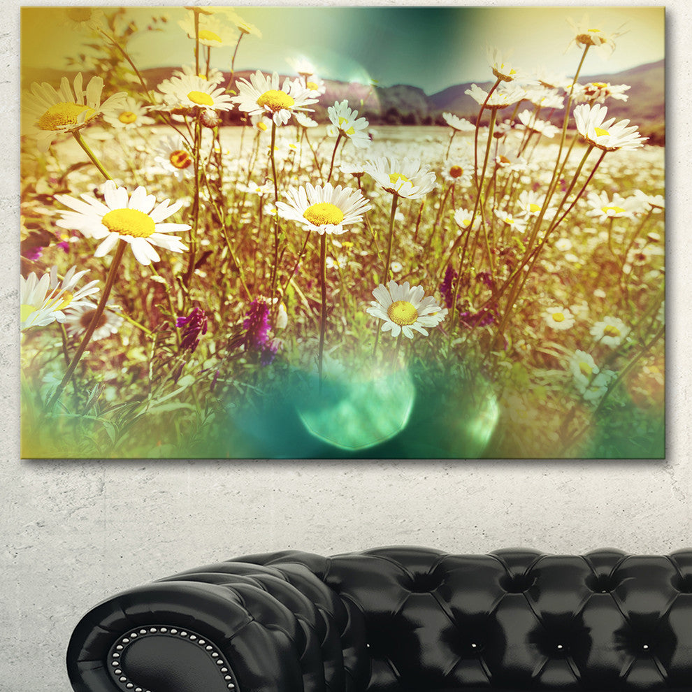 Beautiful Blossom Chamomile Flowers, Floral Canvas Art Print, 40"x30"