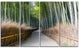 "Straight Path in Bamboo Forest" Forest Canvas Wall Art Print, 4 Panels, 48"x28"