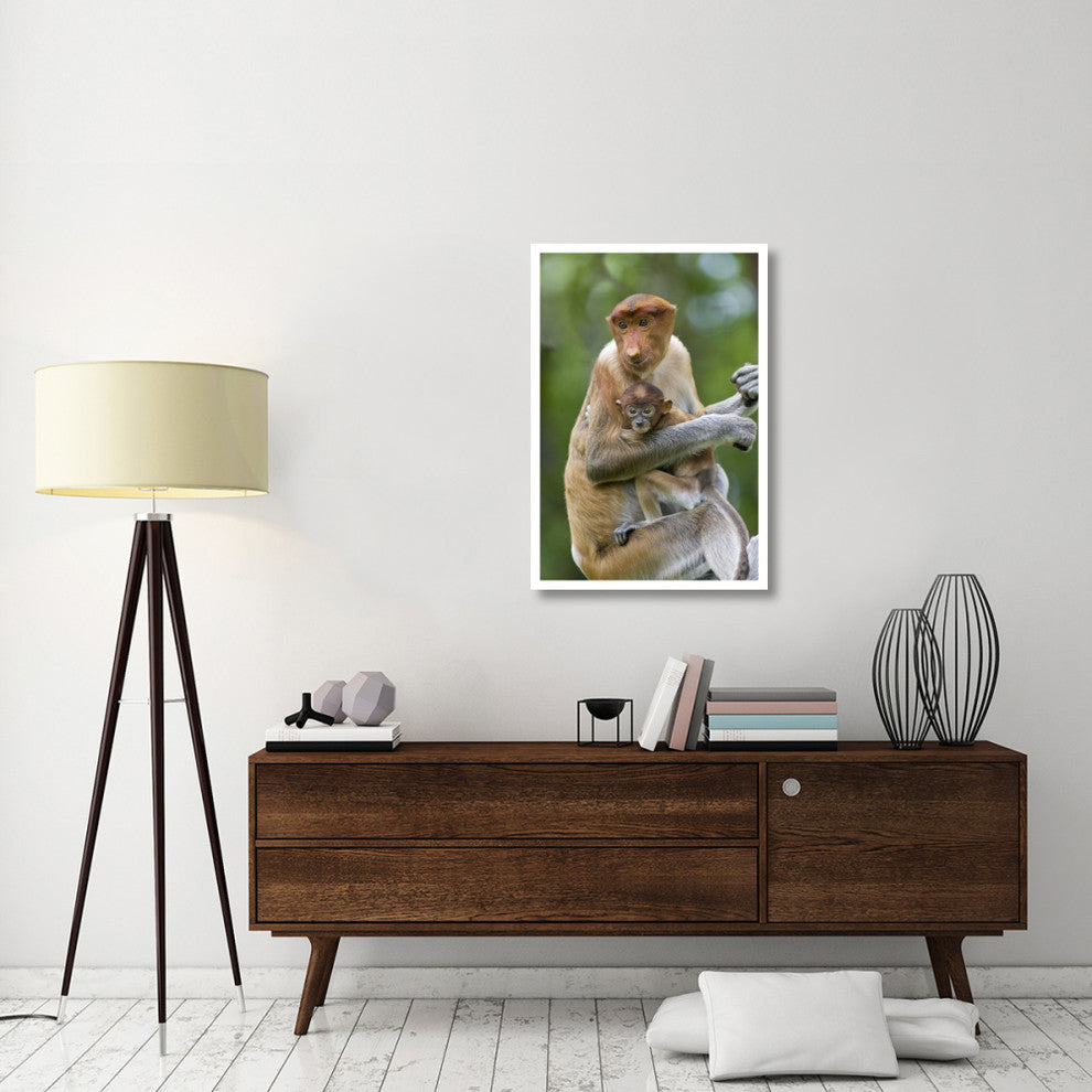 "Proboscis Monkey female holding two month old baby, Sabah" Paper Art, 26"x38"
