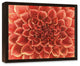 Red Gardenia Close Up Flower 16x20 Walnut Floating Framed Canvas
