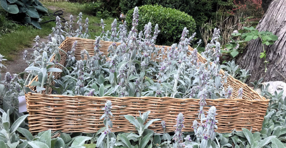 Debarked Willow Raised Bed