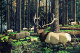 "Elk Herd" Painting Print on Wrapped Canvas