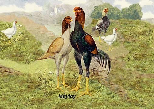 Malay (Chickens)- Gallery Wrapped Canvas Art 28" x 42"
