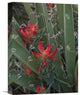 "Paintbrush Growing Among With Banana Yucca , North America" Artwork, 12" x 16"